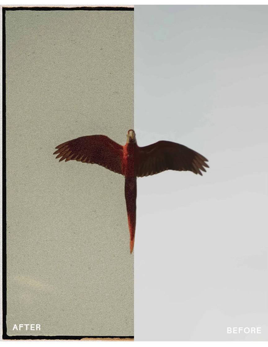 Complete envijon Collection - envijon