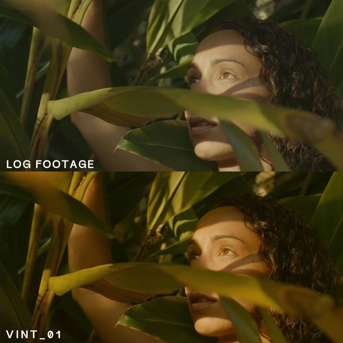 Vintage Video LUTs